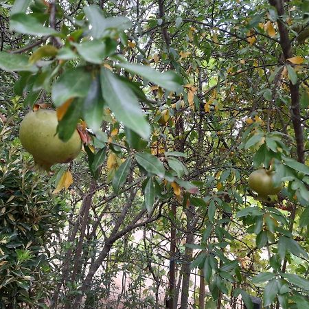 Camping Late Gjirokaster Bagian luar foto
