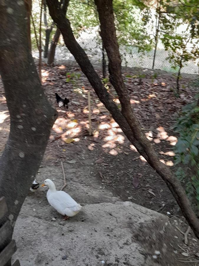 Camping Late Gjirokaster Bagian luar foto