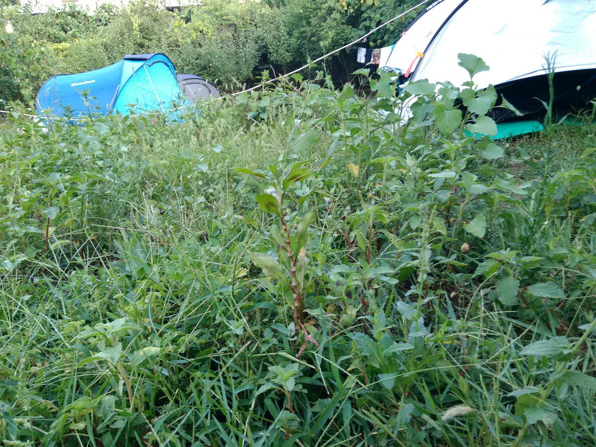 Camping Late Gjirokaster Bagian luar foto
